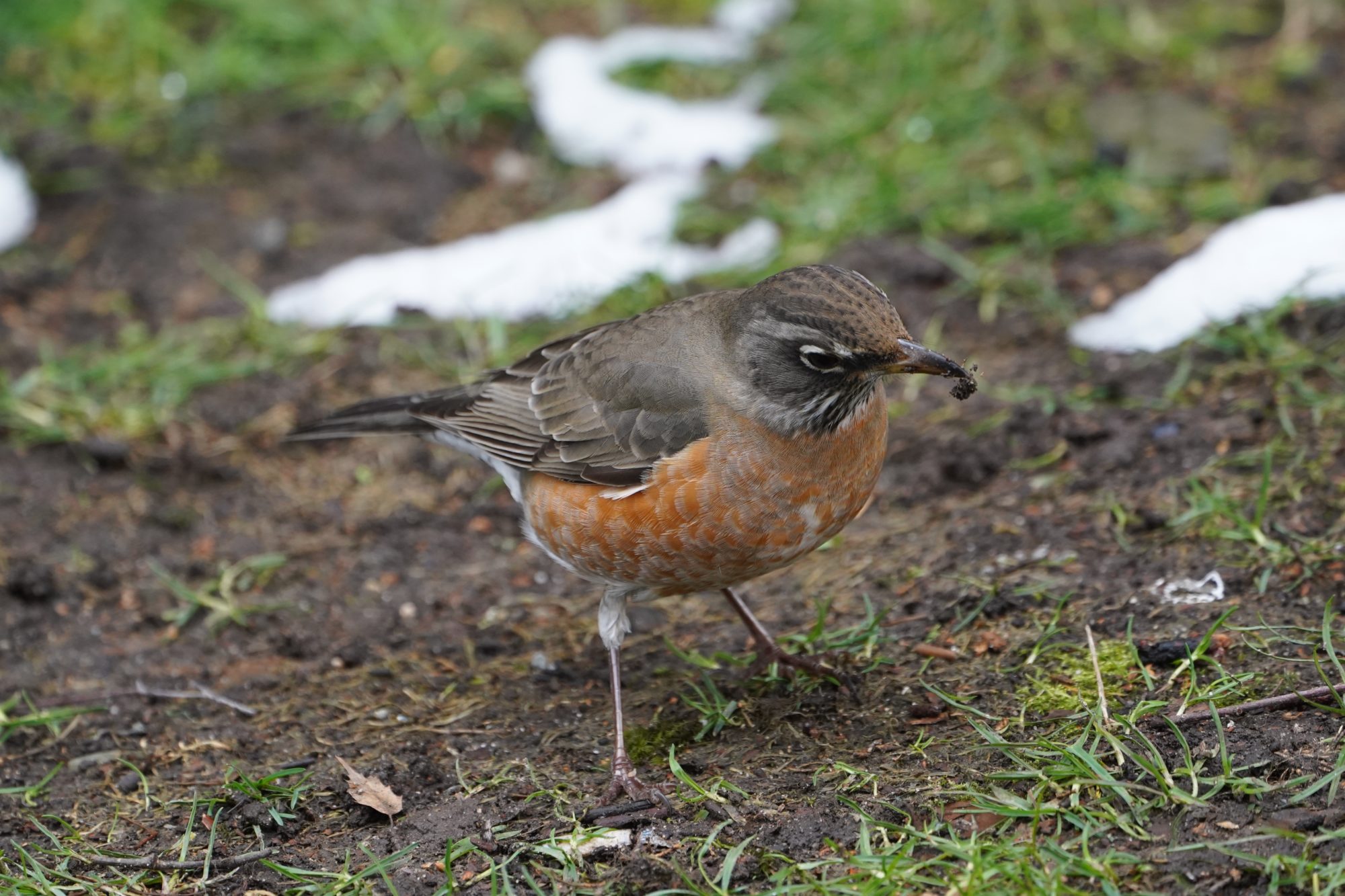 American Robin