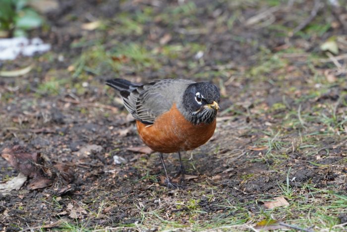 American Robin