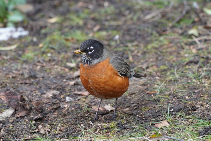 American Robin