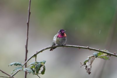 Anna's Hummingbird