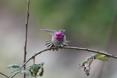 Anna's Hummingbird