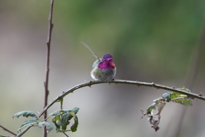 Anna's Hummingbird