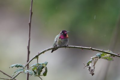 Anna's Hummingbird