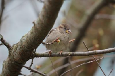 House Sparrow