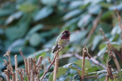 Anna's Hummingbird