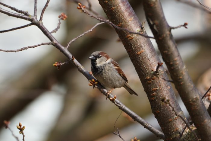 House Sparrow