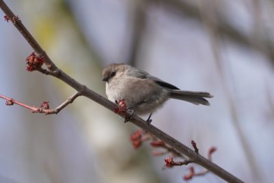 American Bushtit