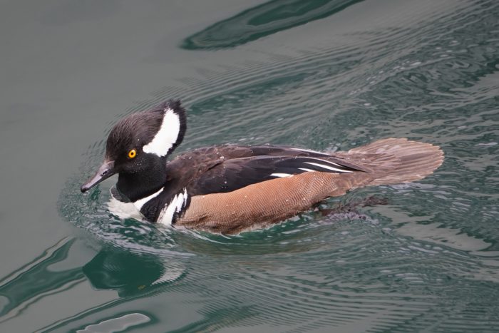 Hooded Merganser male