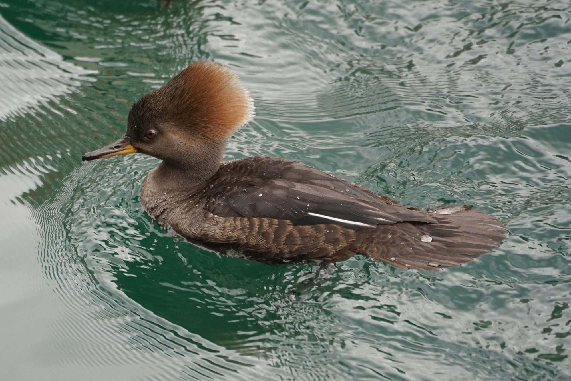 Hooded Merganser, female