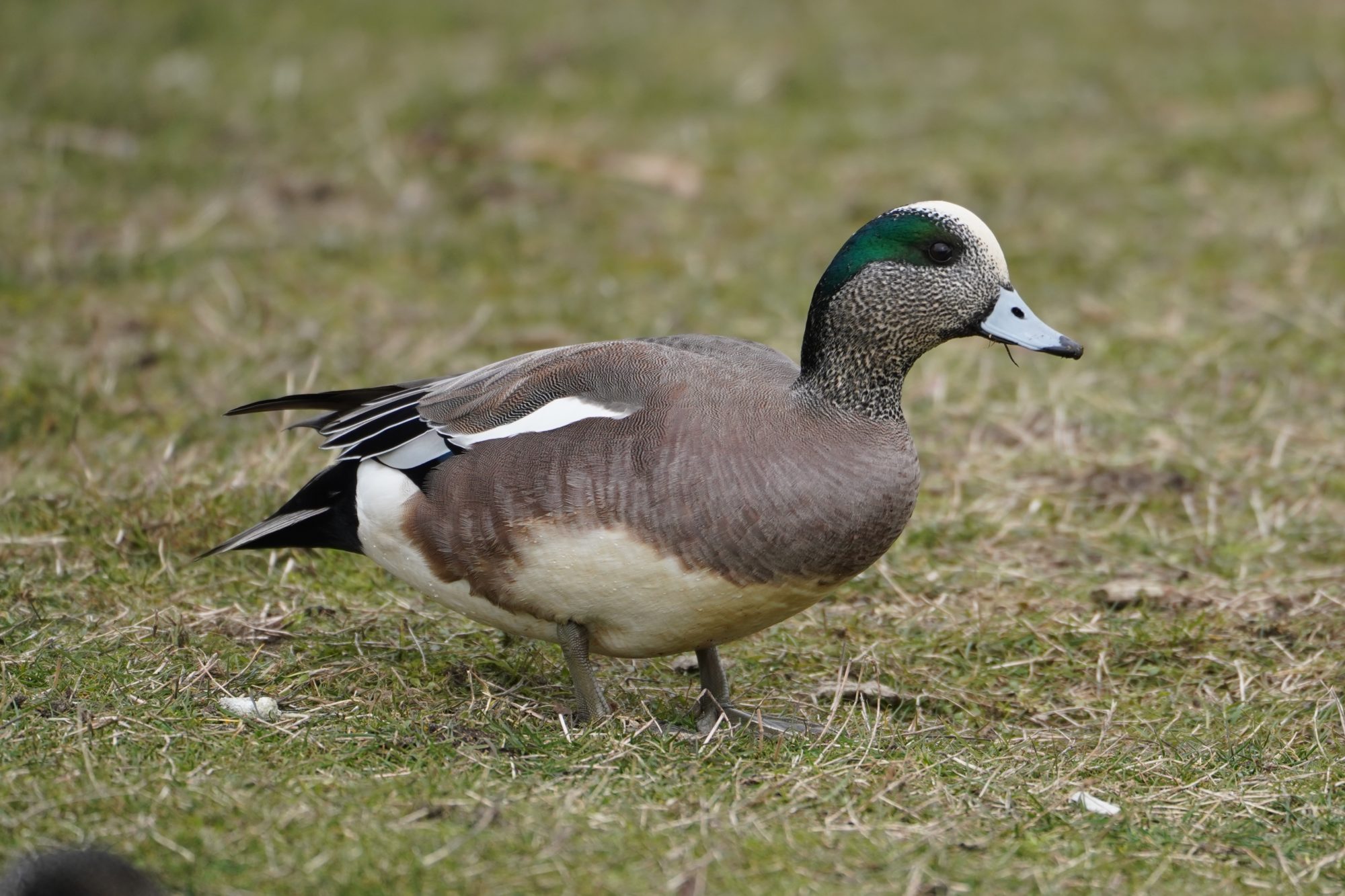 American Wigeon, male