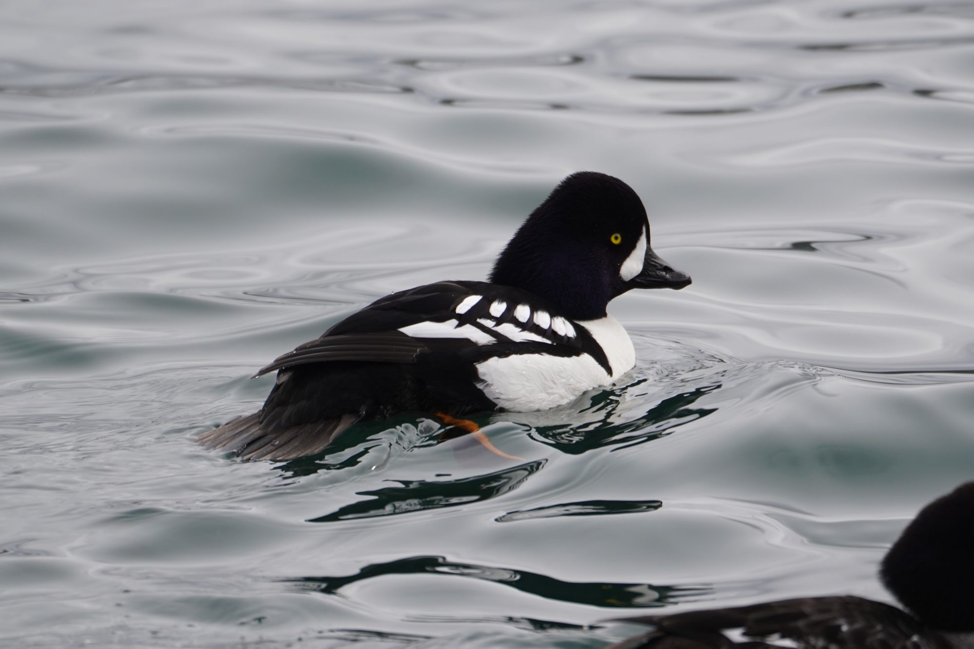 Barrow's Goldeneye, male