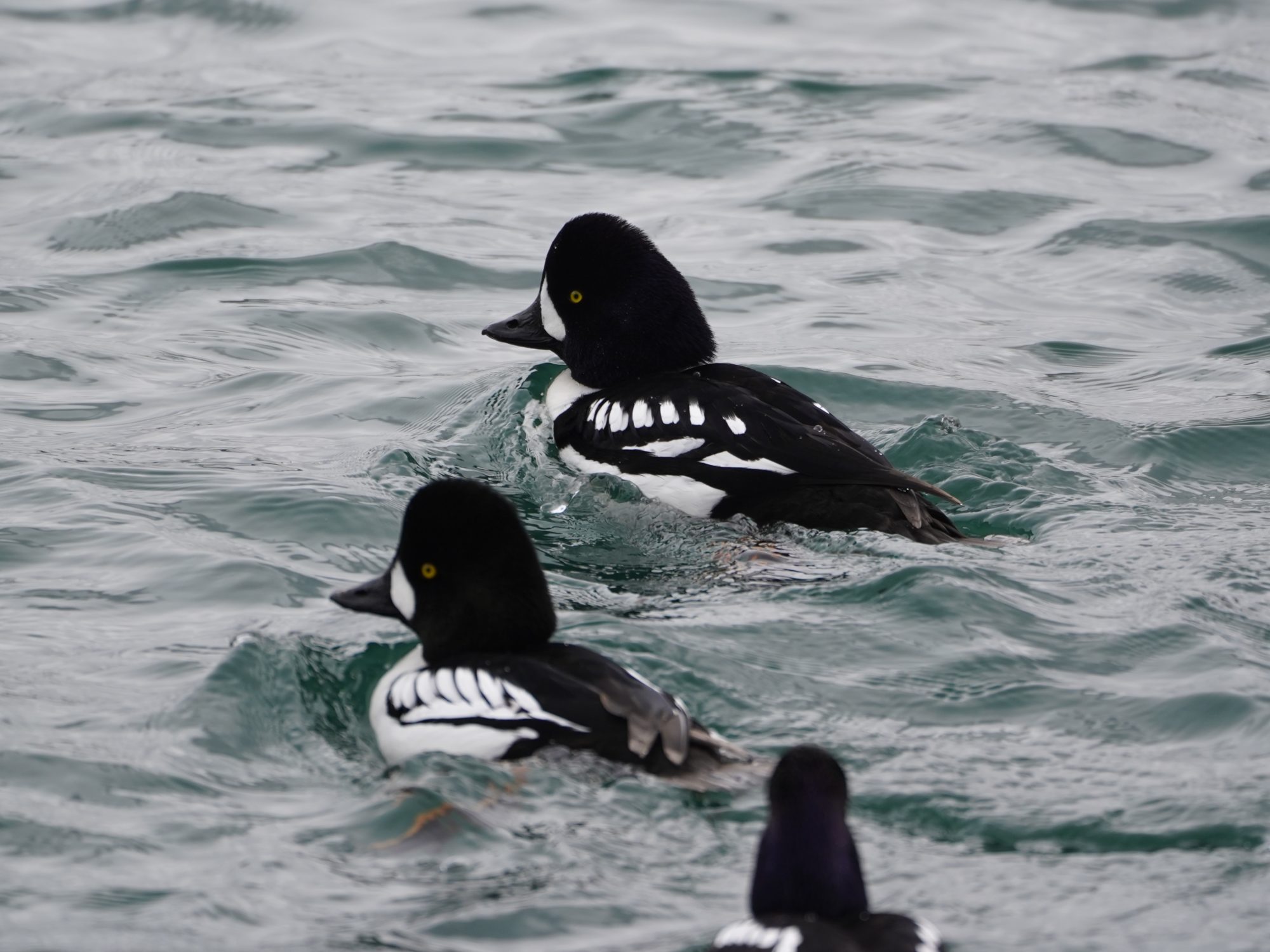 Barrow's Goldeneyes and one Common / Barrow's hybrid