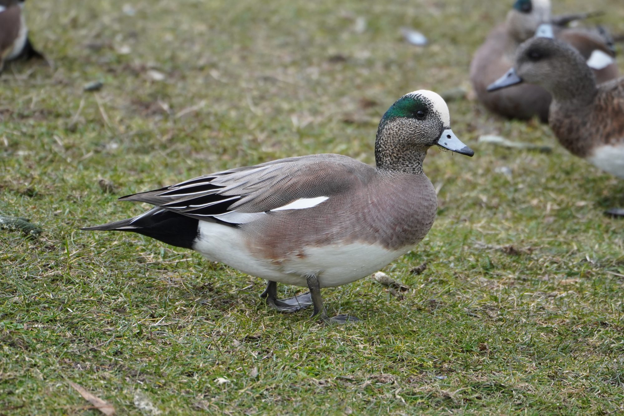 American Wigeon, male