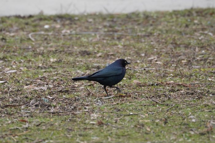 Brewer's Blackbird