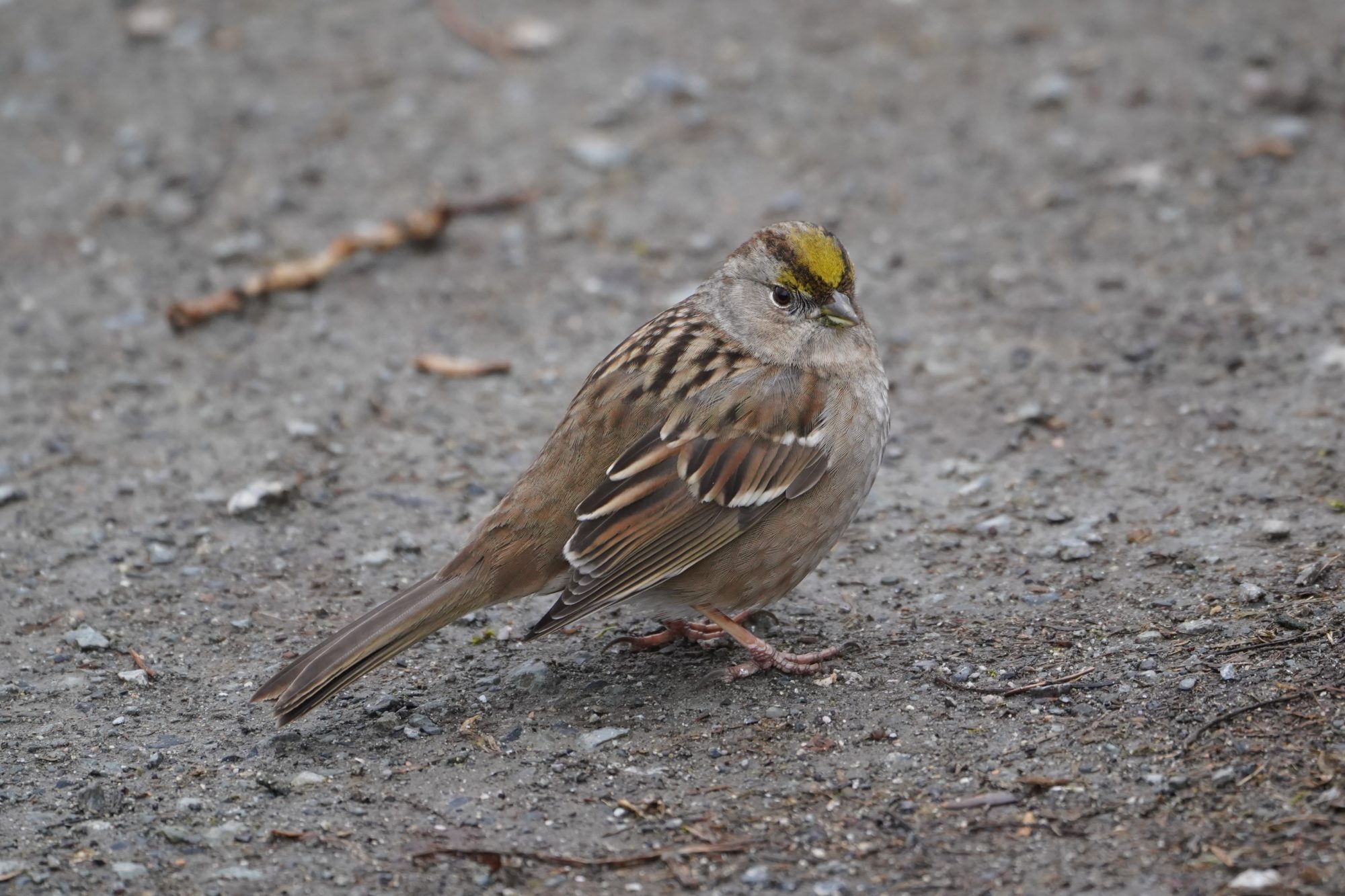 Golden-crowned Sparrow