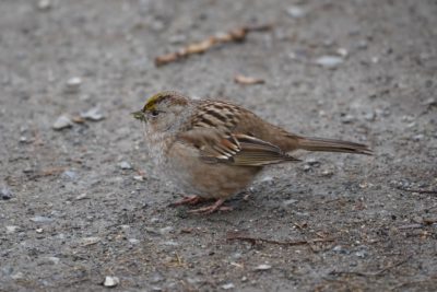 Golden-crowned Sparrow