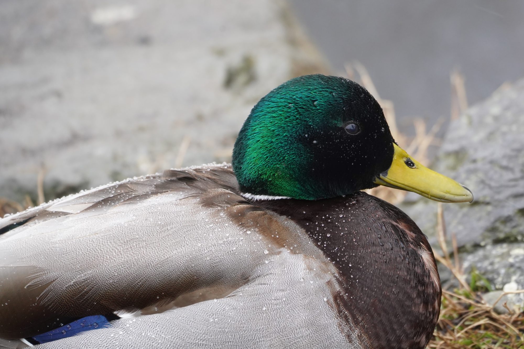 Mallard Duck