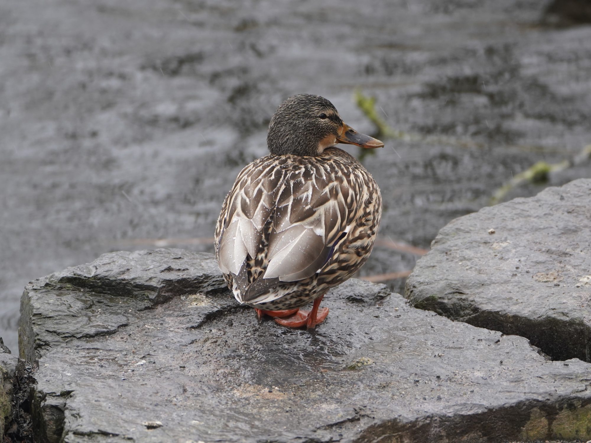 Mallard Duck, female