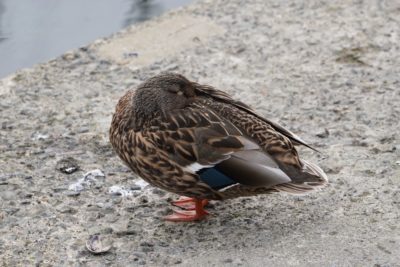 Mallard Duck