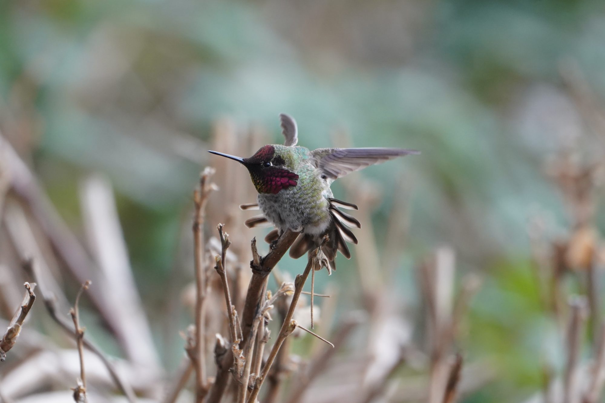 Anna's Hummingbird