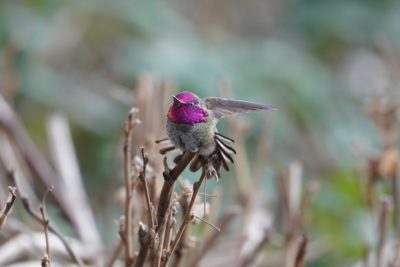 Anna's Hummingbird