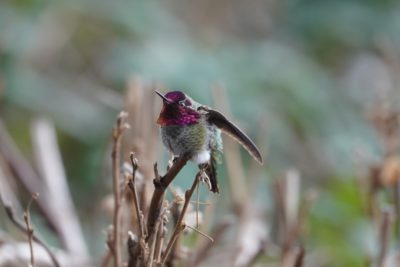 Anna's Hummingbird