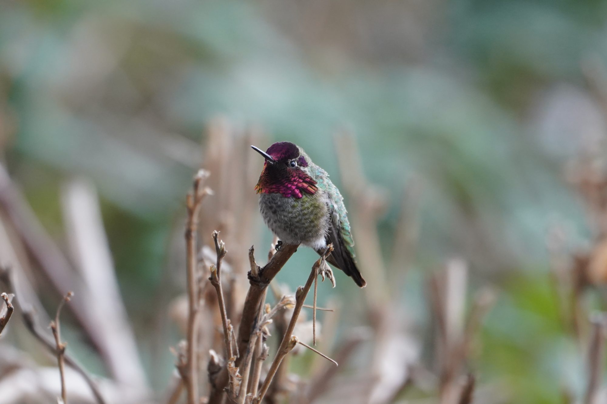 Anna's Hummingbird