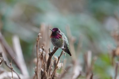 Anna's Hummingbird