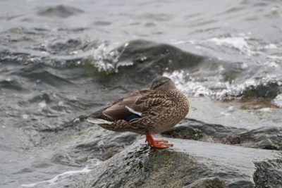 Mallard Duck