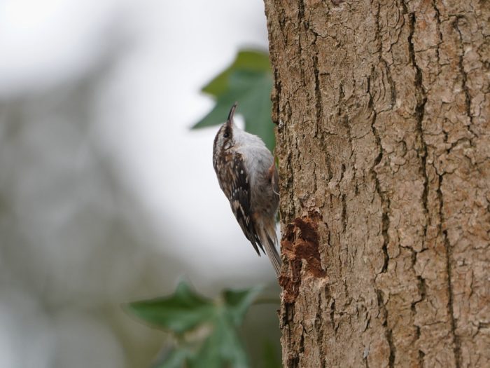 Brown Creeper