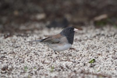 Dark-eyed Junco