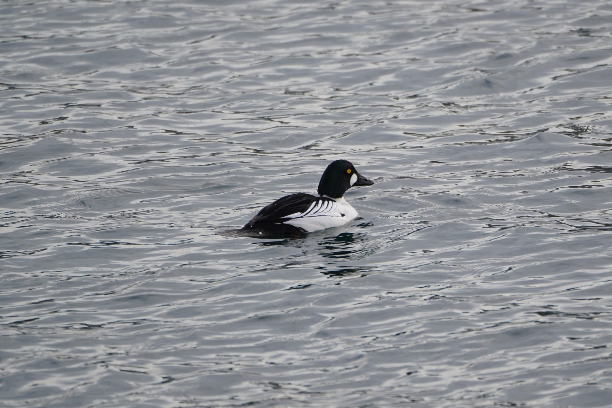 Common Goldeneye