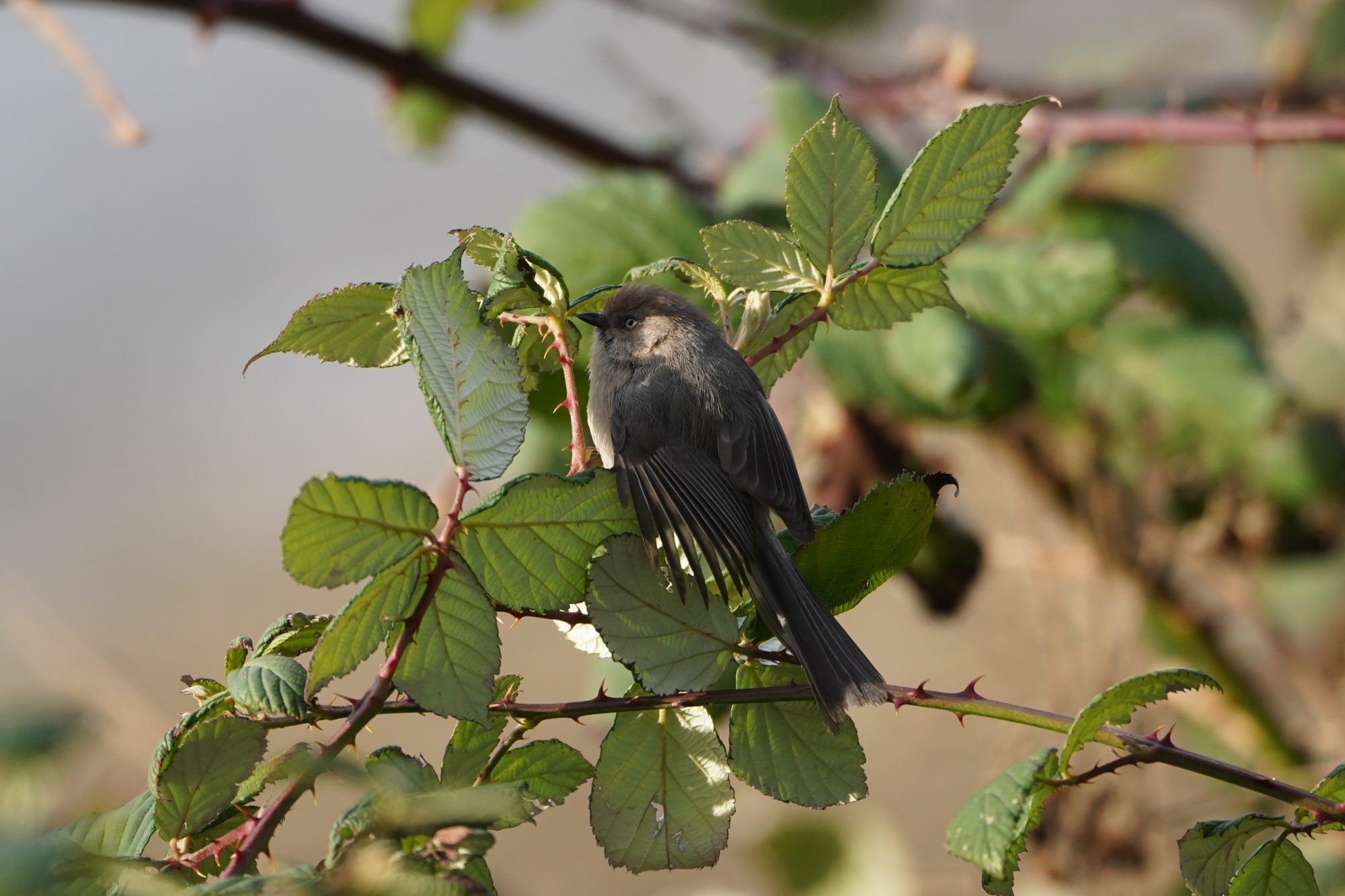 American Bushtit