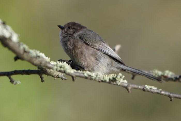 American Bushtit