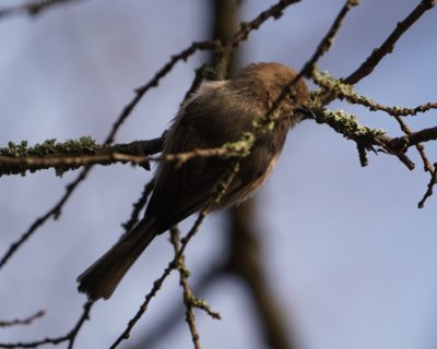 American Bushtit