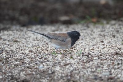 Dark-eyed Junco