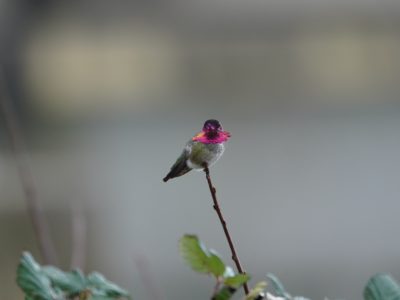 Anna's Hummingbird