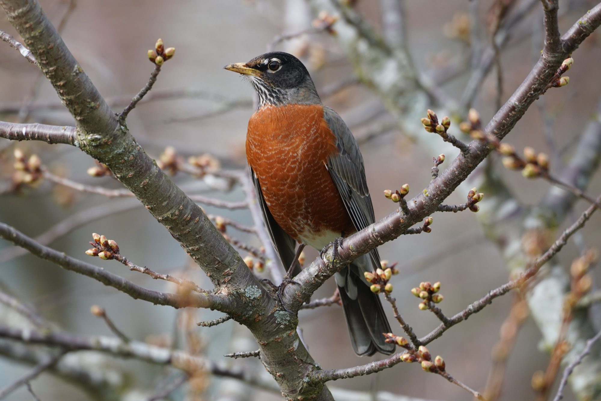 American Robin