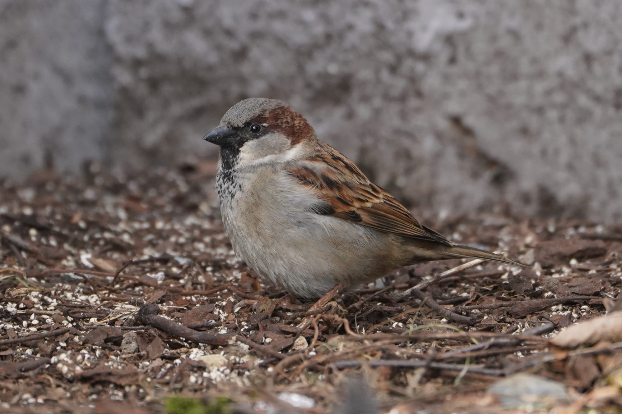 House Sparrow, male