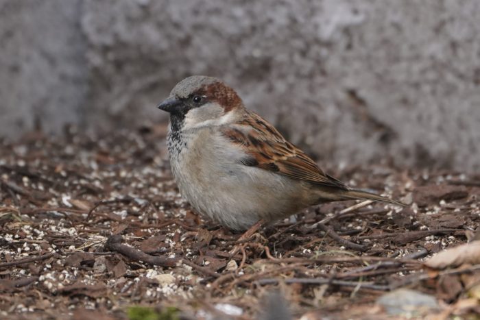 House Sparrow, male