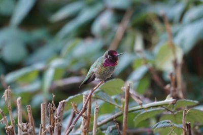 Anna's Hummingbird