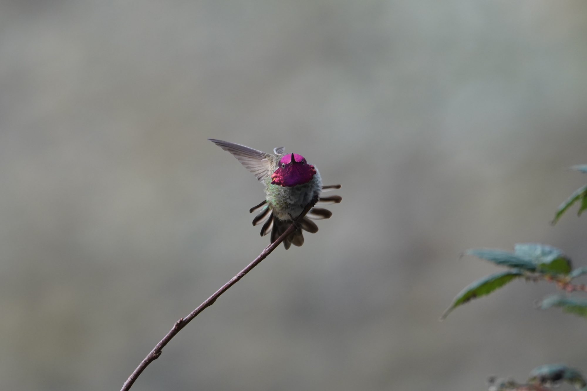 Anna's Hummingbird