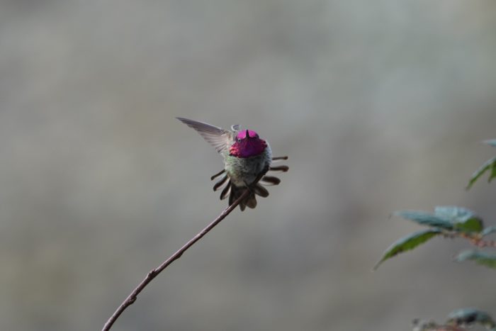 Anna's Hummingbird