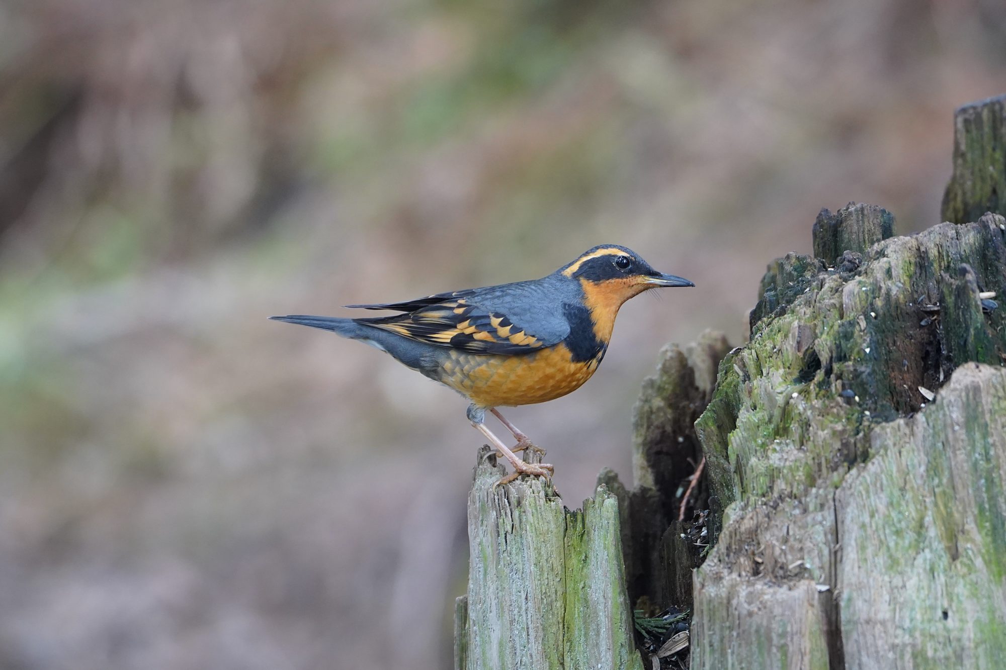 Varied Thrush