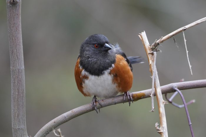 Spotted Towhee