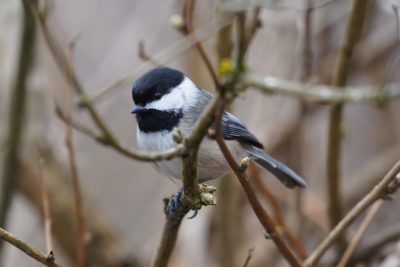 Black-capped Chickadee