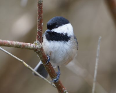 Black-capped Chickadee