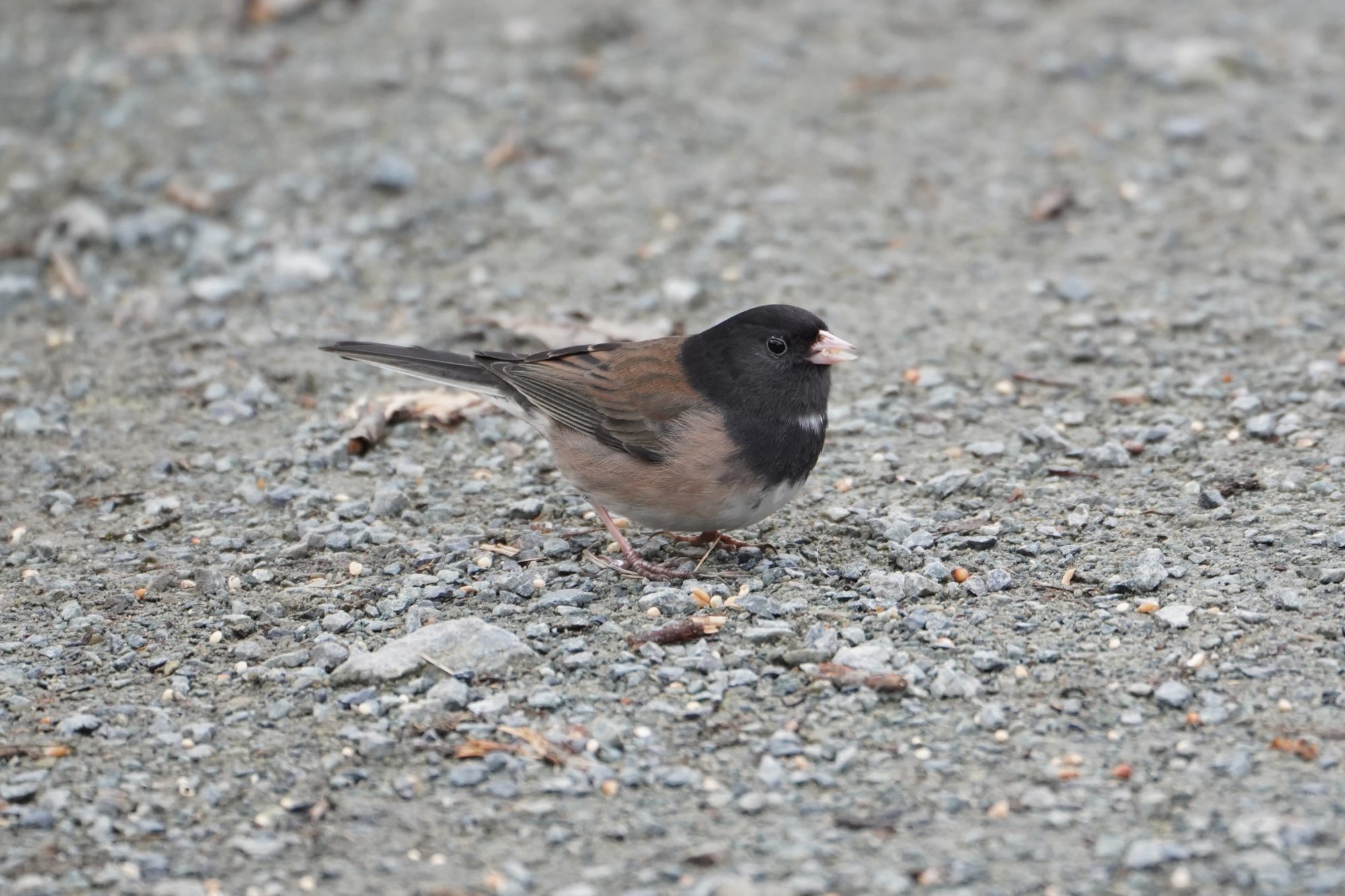 Dark-eyed Junco