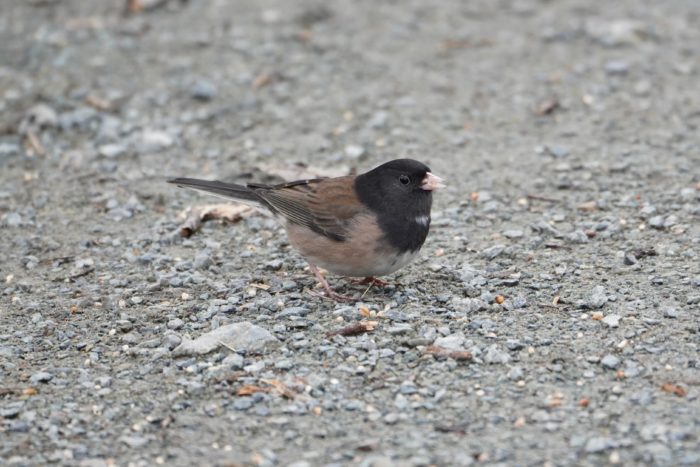 Dark-eyed Junco