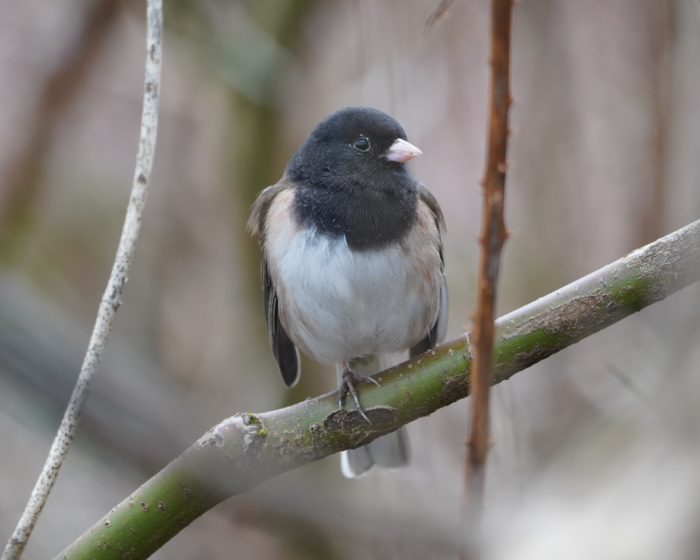 Dark-eyed Junco